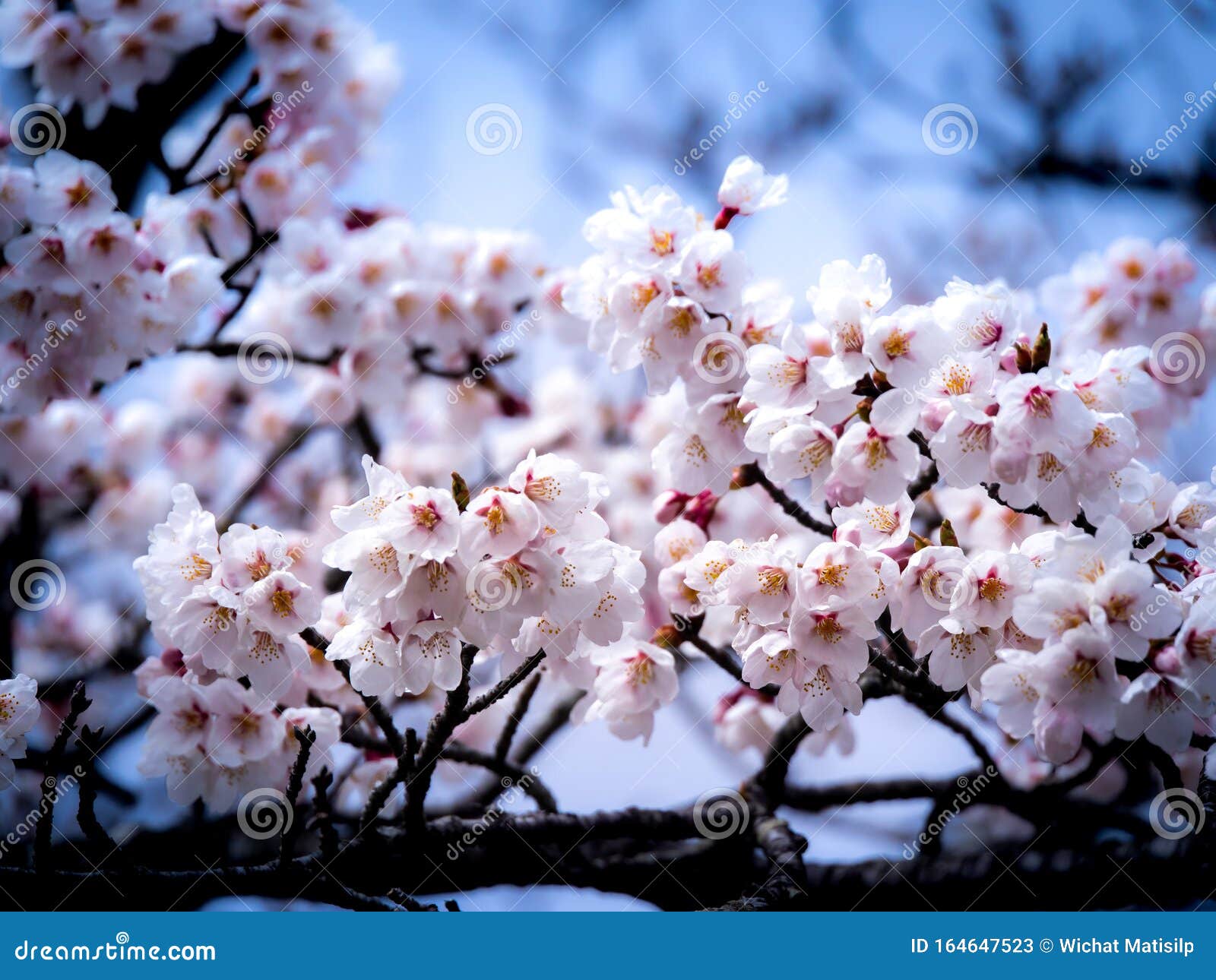 Bouquet of Sakura Flowers Blooming Stock Image Image of nation