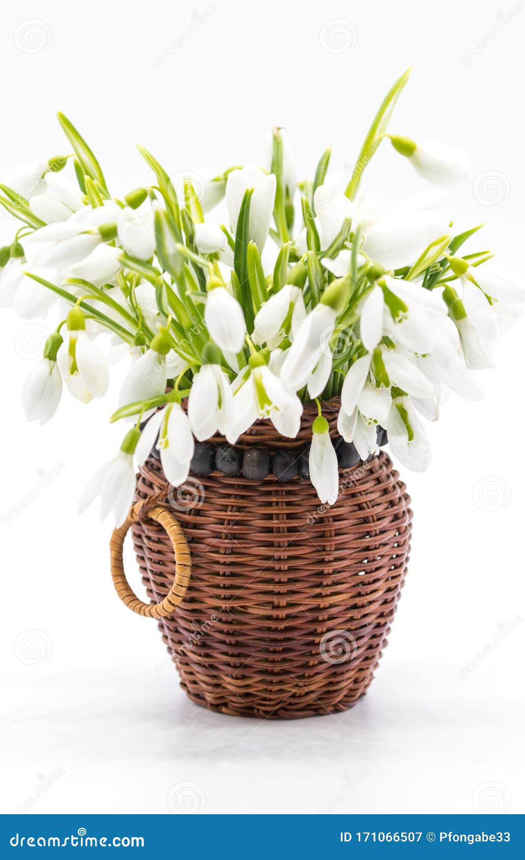 Bouquet of Snow Drops Tied with Red and White String on White ...