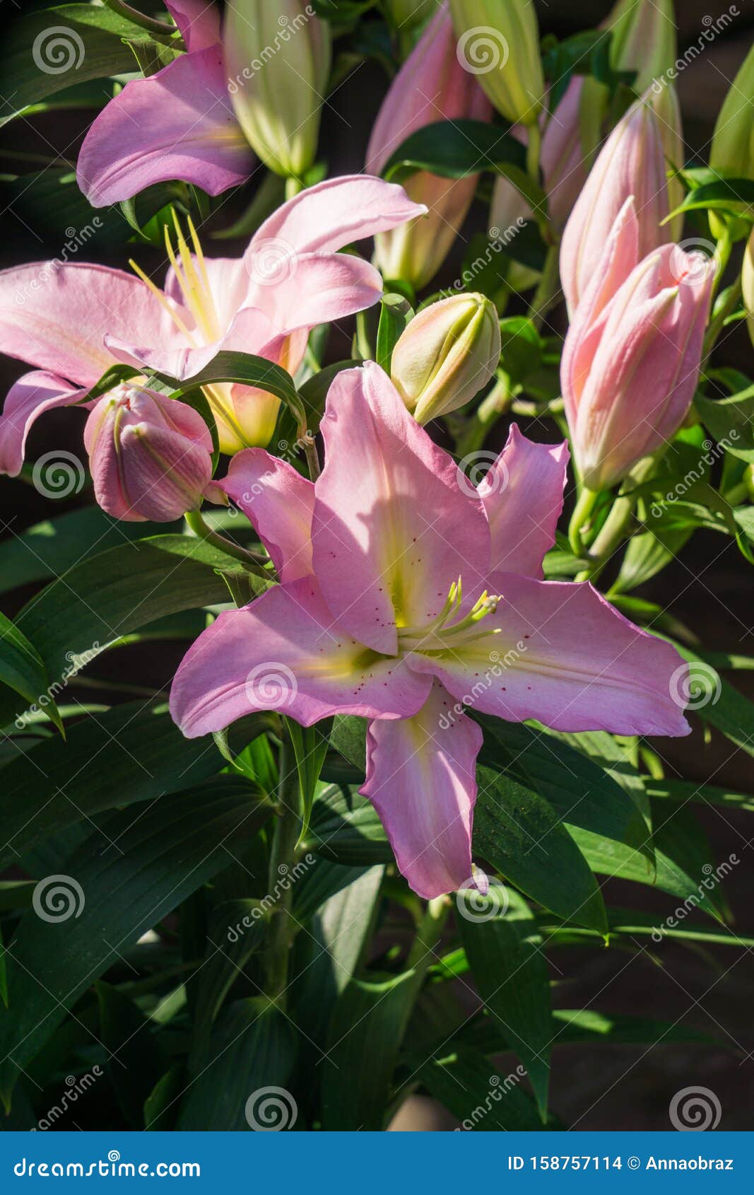 Bouquet of Soft Pink Lilies. Background of Bright Flowers Stock Photo ...