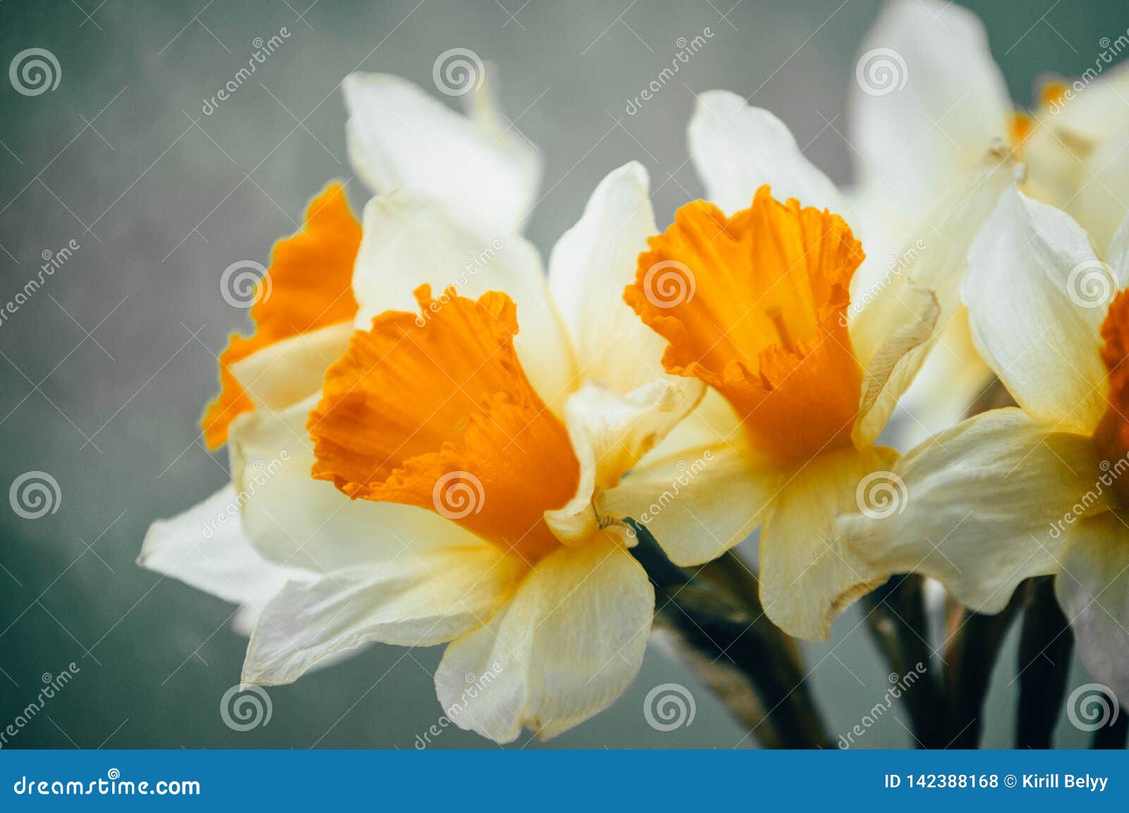 Bouquet of Spring Daffodils Stock Photo Image of beautiful, daffodils