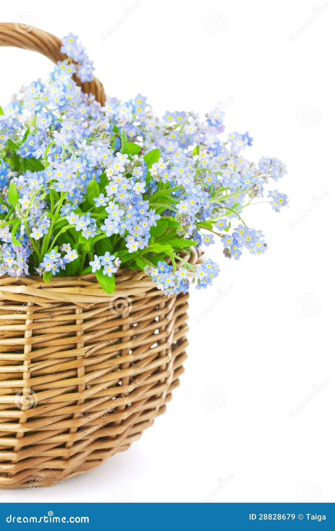 Bouquet of Spring Flowers in Basket Isolated on White Background Stock