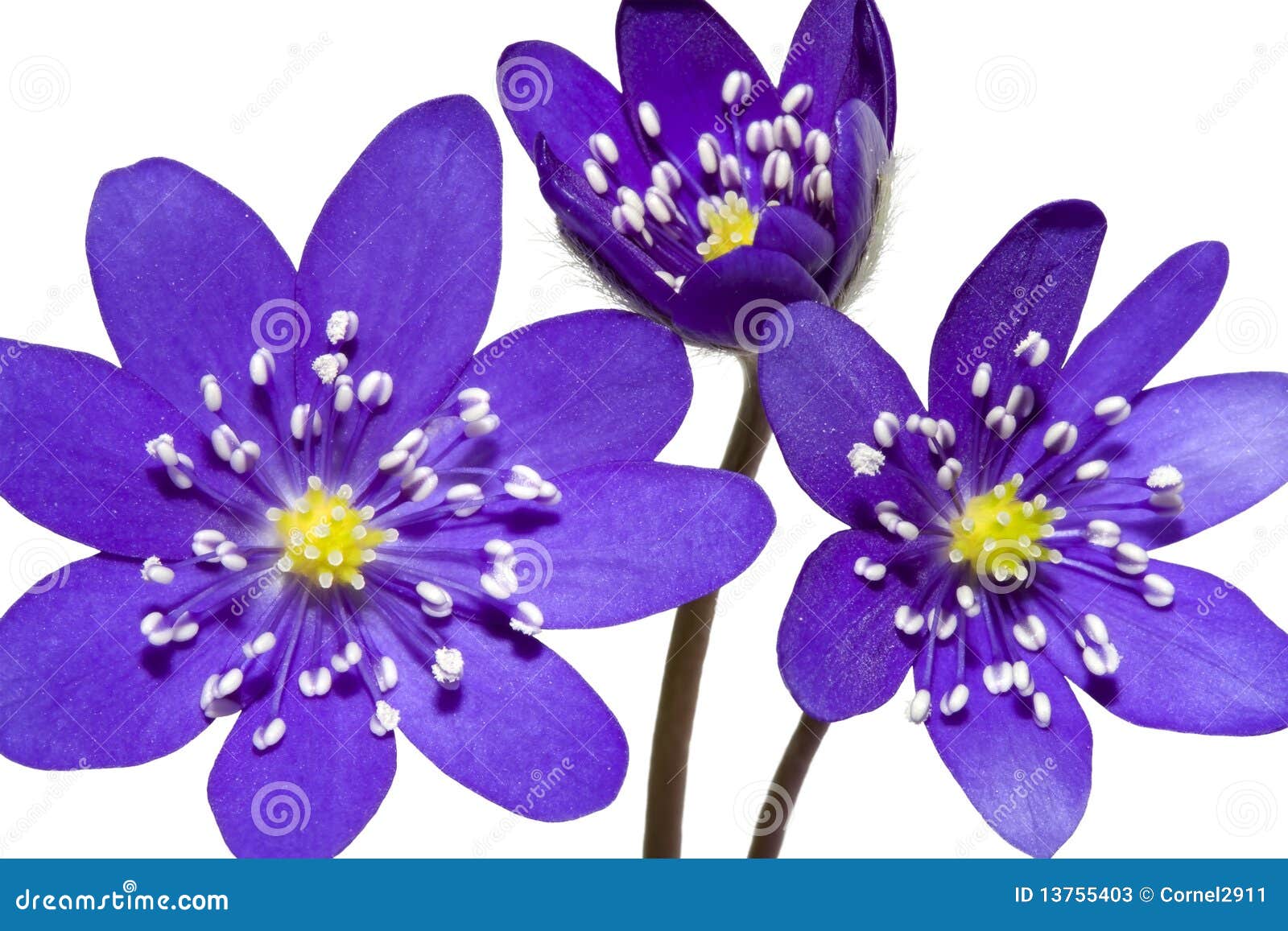 Bouquet of Spring Mountain Purple Flower Stock Image Image of flower