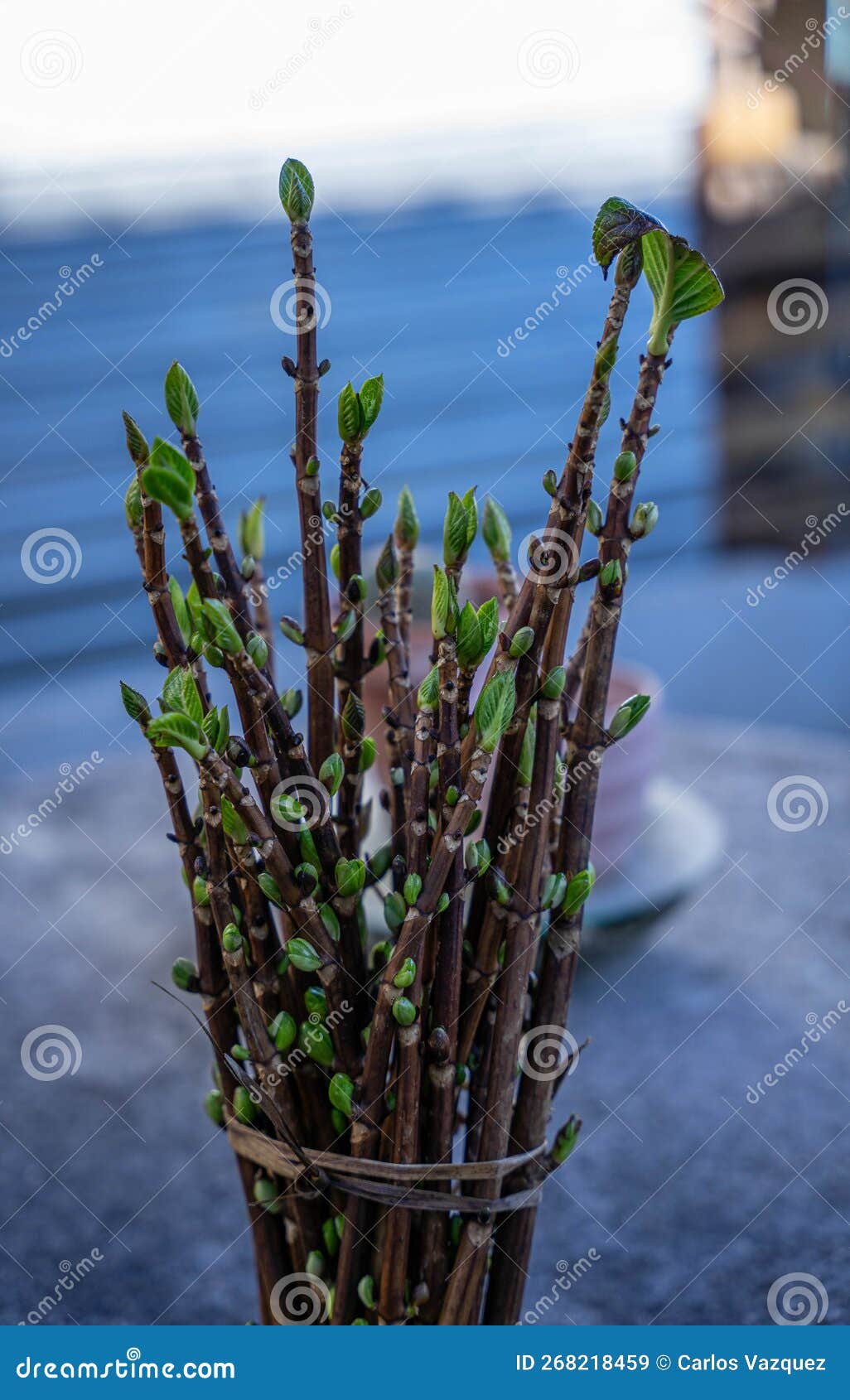 Bouquet of sprouts stock image. Image of leaves, floral 268218459
