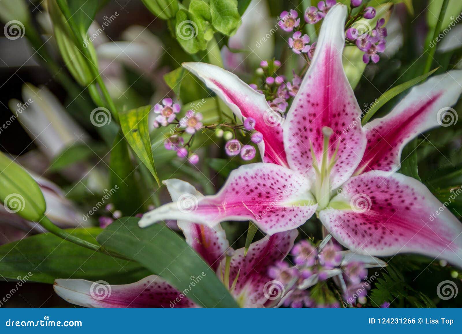Bouquet Stargazer Lily stock photo. Image of stargazer 124231266
