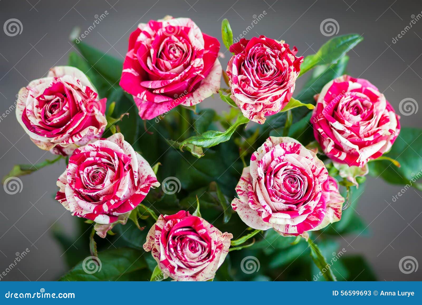 Bouquet Of Striped Roses Stock Photo Image 56599693