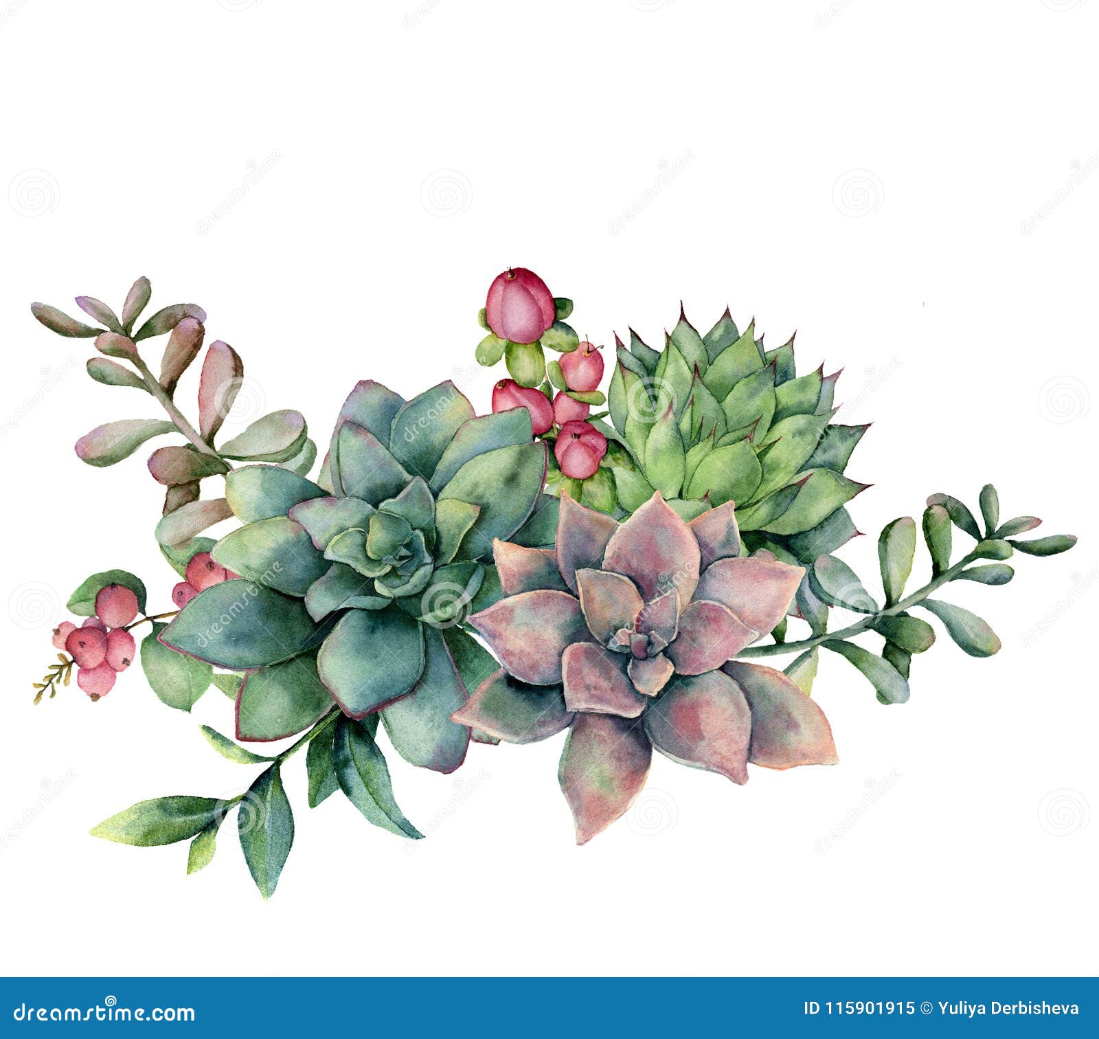 Bouquet Succulent D'aquarelle Avec Les Baies Rouges Fleurs Peintes à La  Main, Branche Verte Et Violette Et Hypericum D'isolement Illustration Stock  - Illustration du conception, baie: 115901915