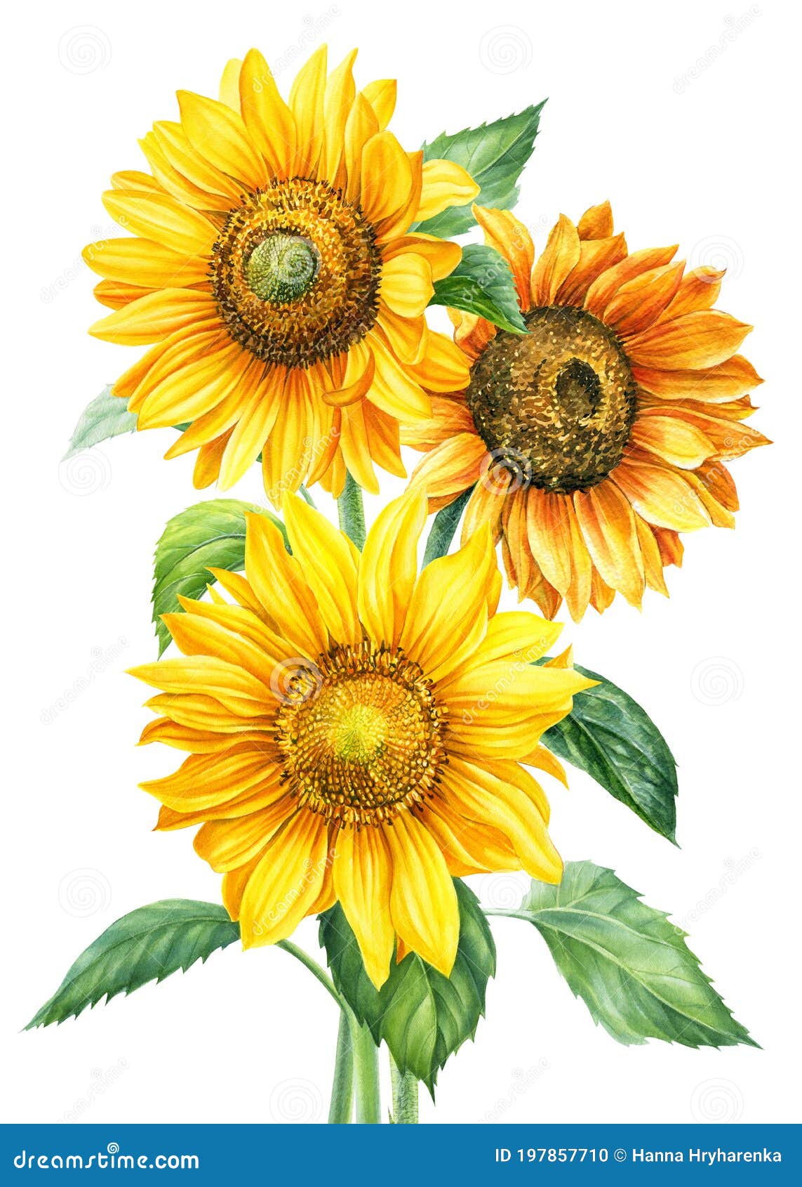 Download Bouquet Of Sunflowers On An Isolated White Background ...