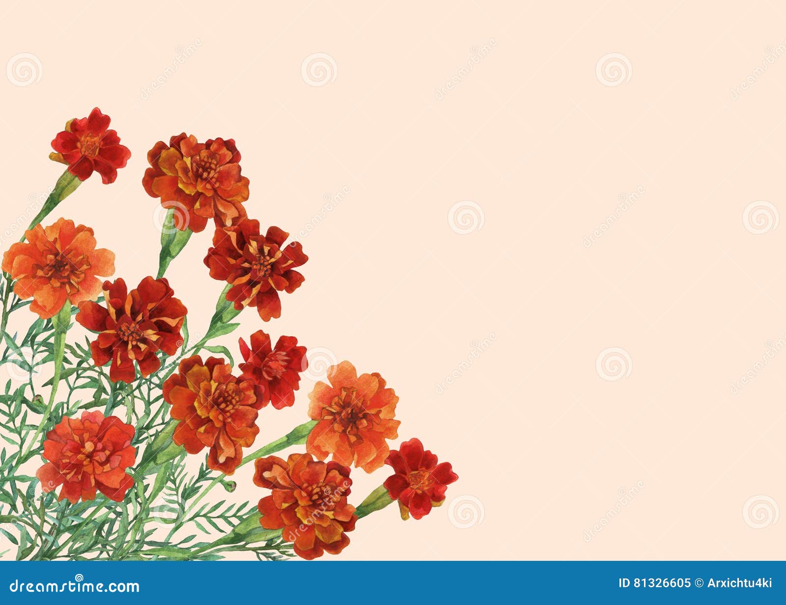 bouquet of tagetes patula, the french marigold.