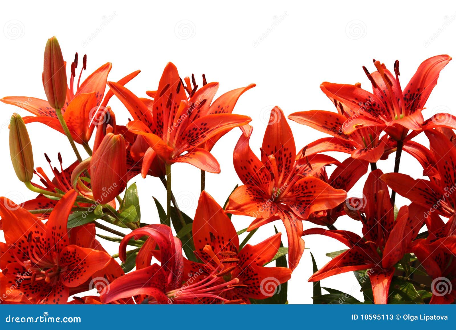 Bouquet of Tiger lilies stock image. Image of leaf, blossom 10595113