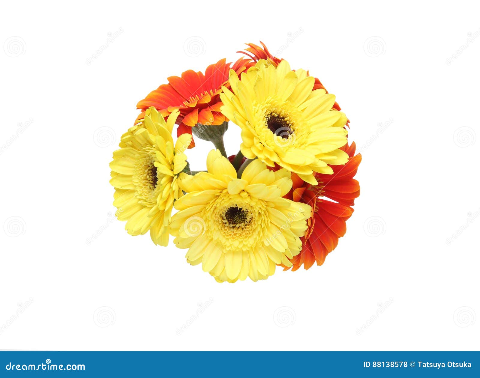 Bouquet of Transvaal daisy stock photo. Image of gerbera 88138578