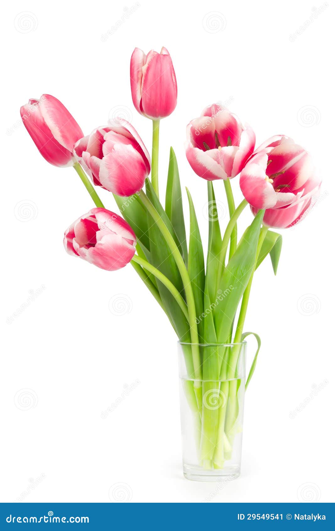 Bouquet of Tulips in a Vase Stock Image Image of nosegay, closeup