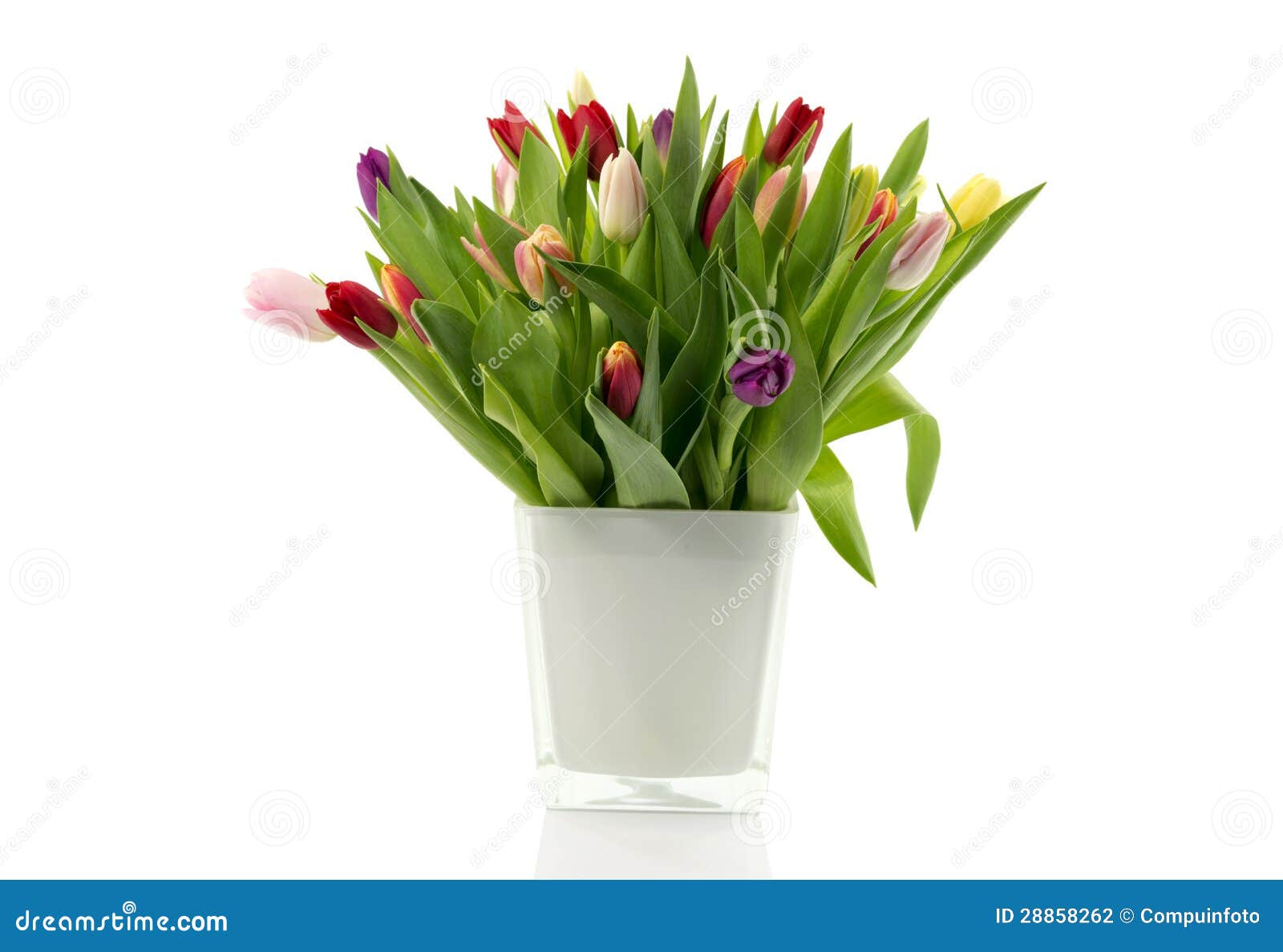 Bouquet of Tulips in White Vase Stock Photo Image of decorative