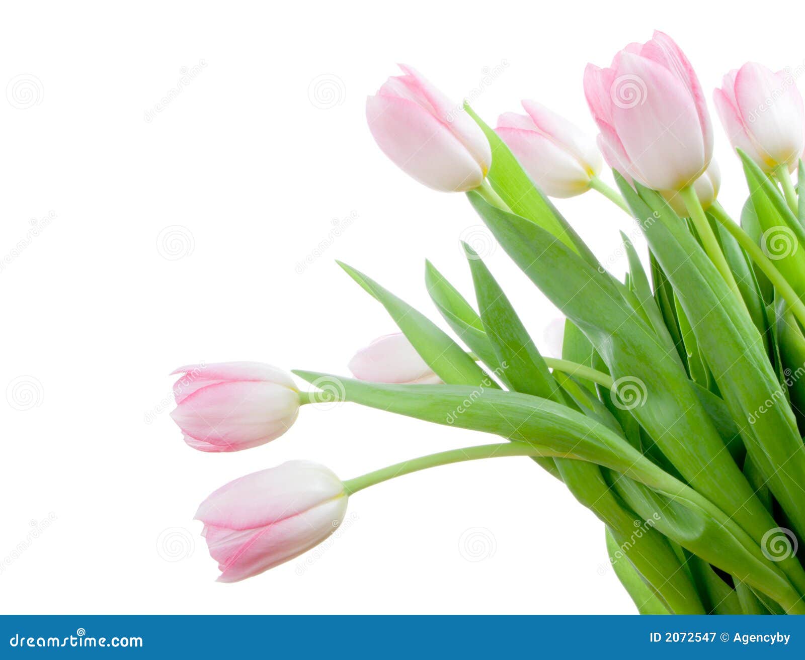Bouquet of tuplips stock image. Image of close, background - 2072547