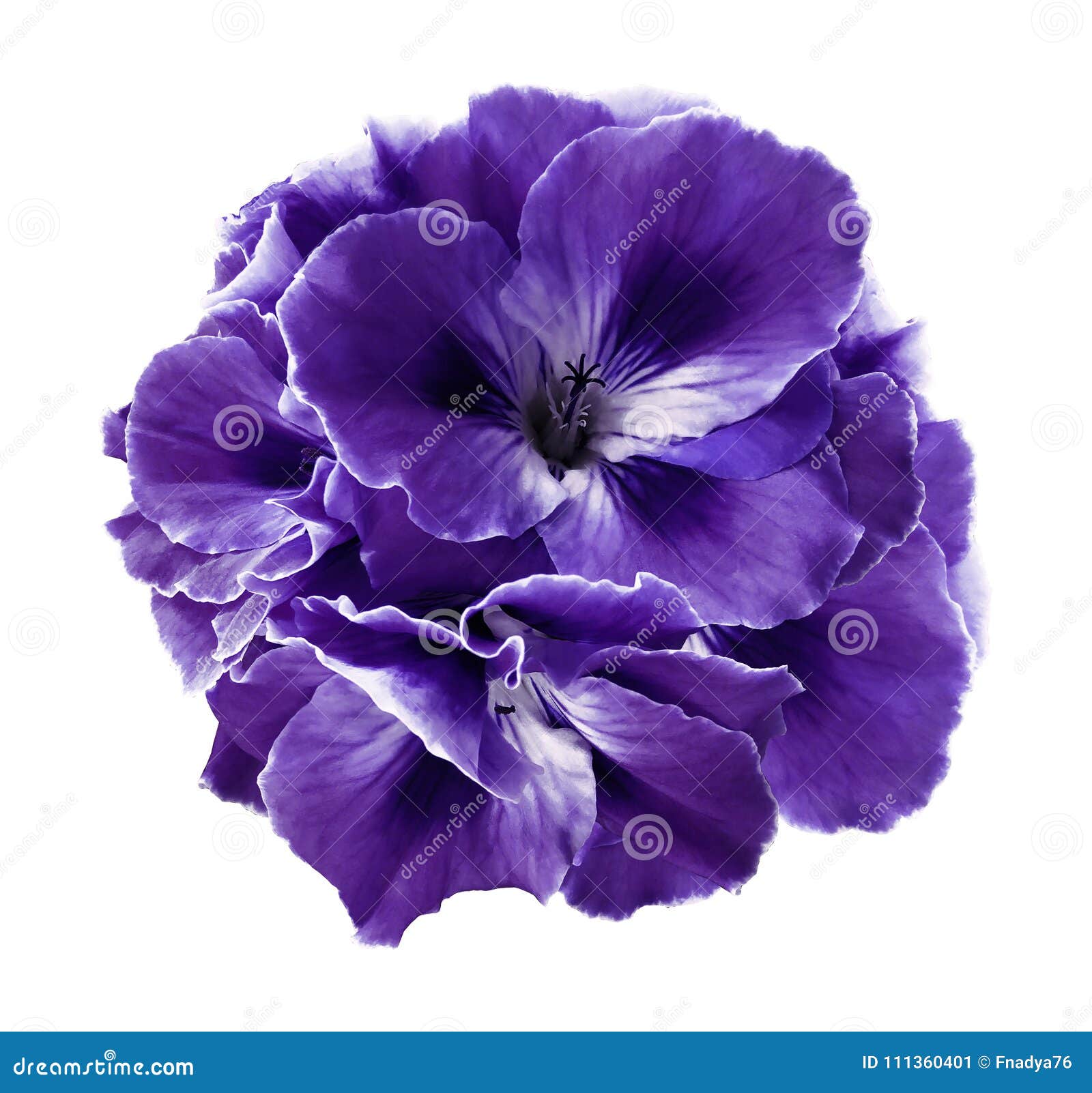 Violet Begonias Stock Photos - Free & Royalty-Free Stock Photos from  Dreamstime