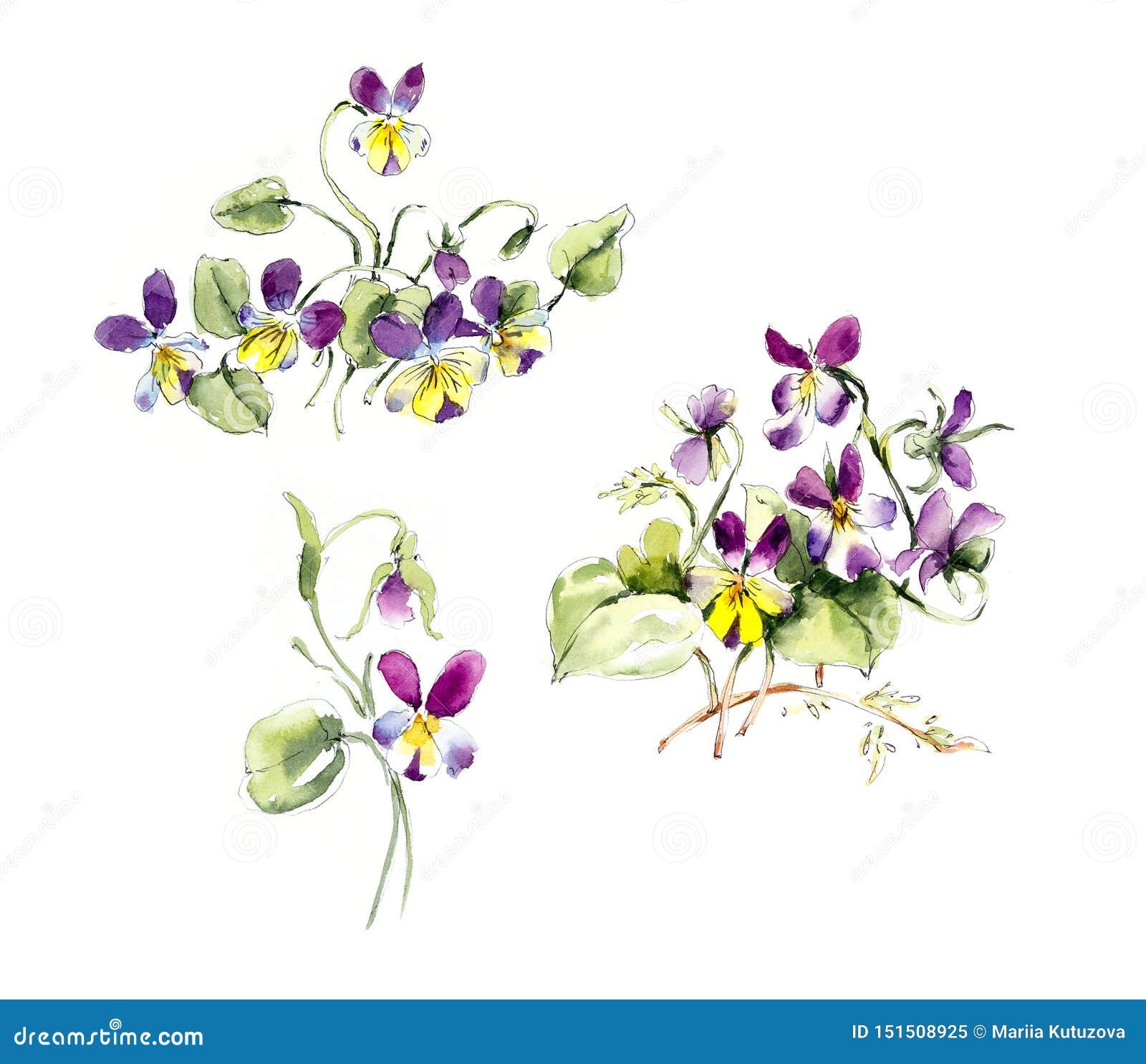 Bouquet of Violets. Flower Backdrop. Watercolor Hand Drawn Illustration ...