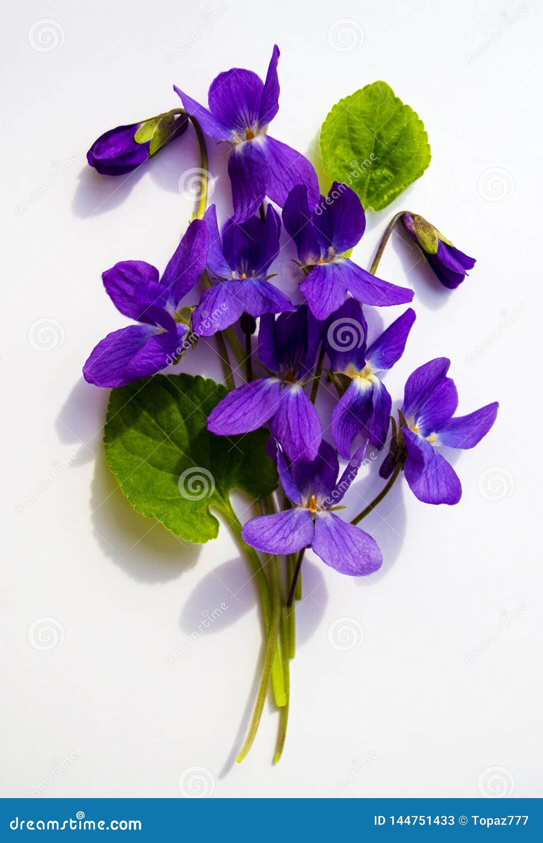 bouquet of violets  on white background