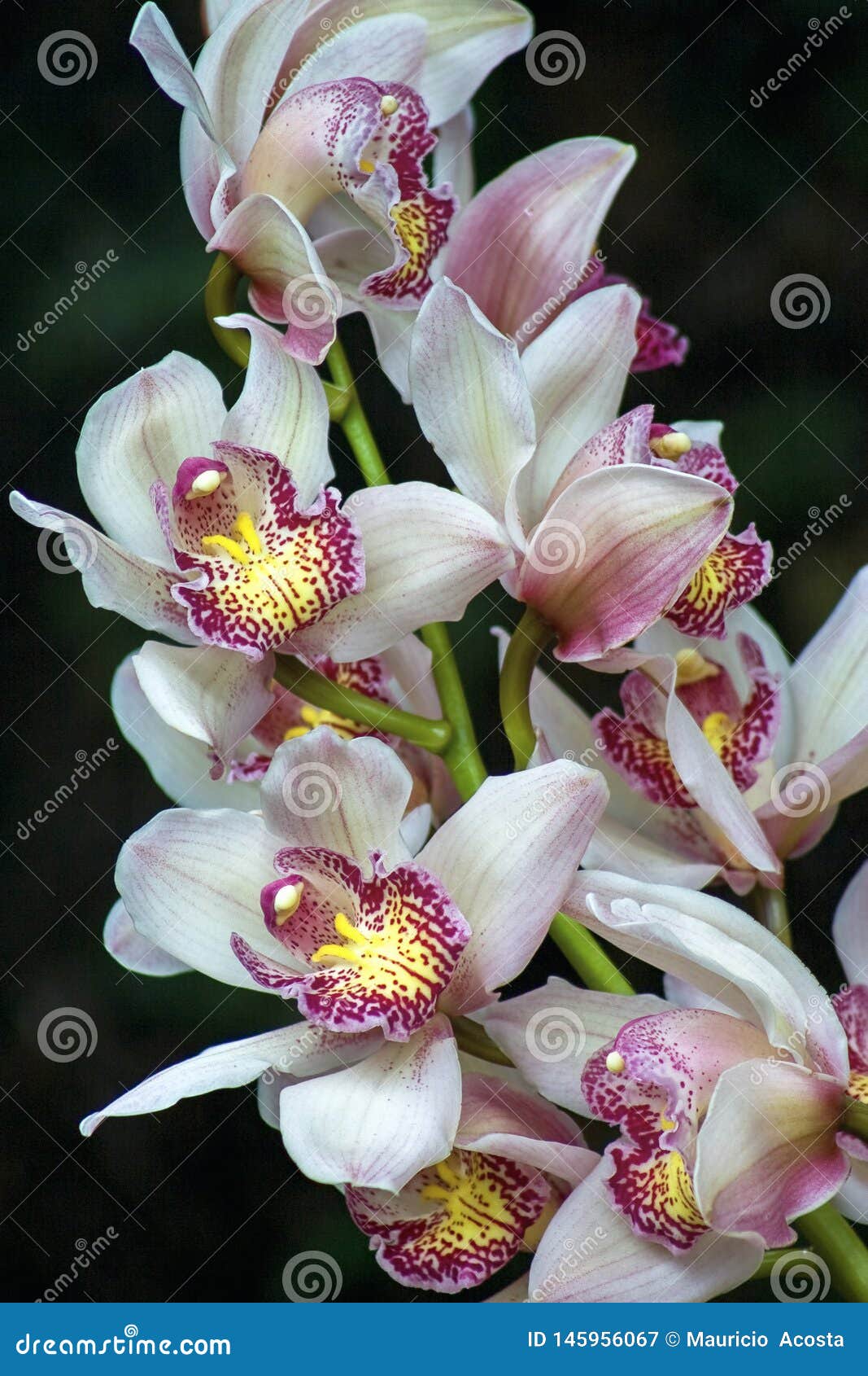 Bouquet Of White Dendrobium Orchid Flowers Stock Image Image Of Flower Bouquet 145956067