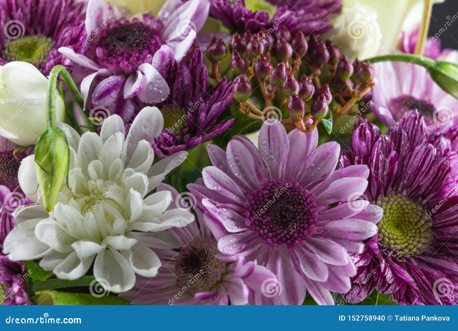 Bouquet of White and Purple Chrysanthemums. Macro Photo Flowers Stock ...