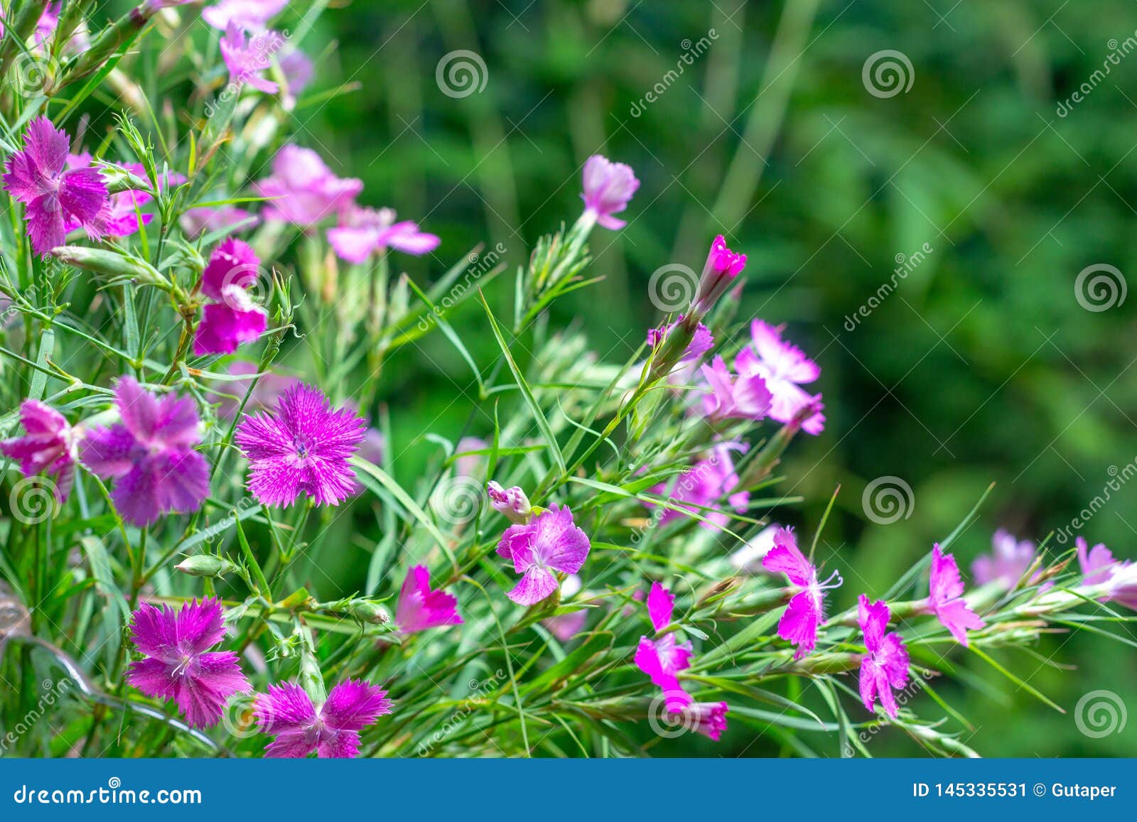 Wild Carnations on a Green Natural Background Stock Image Image of