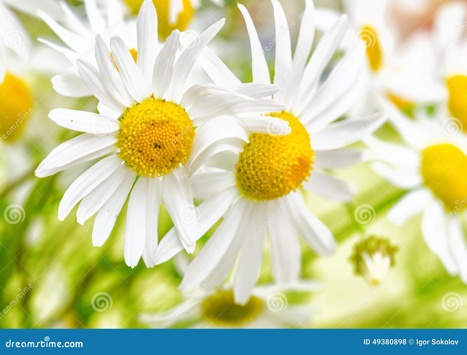 Bouquet of wild daisies stock photo. Image of daisy, healthy 49380898