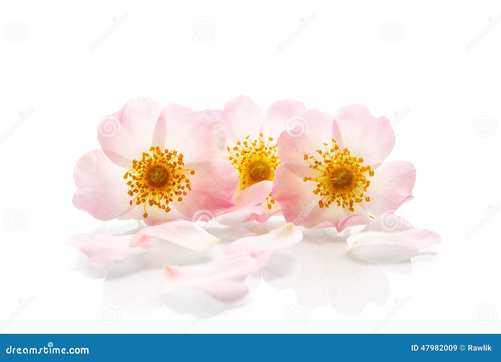 Bouquet of wild roses stock image. Image of branch, love - 47982009