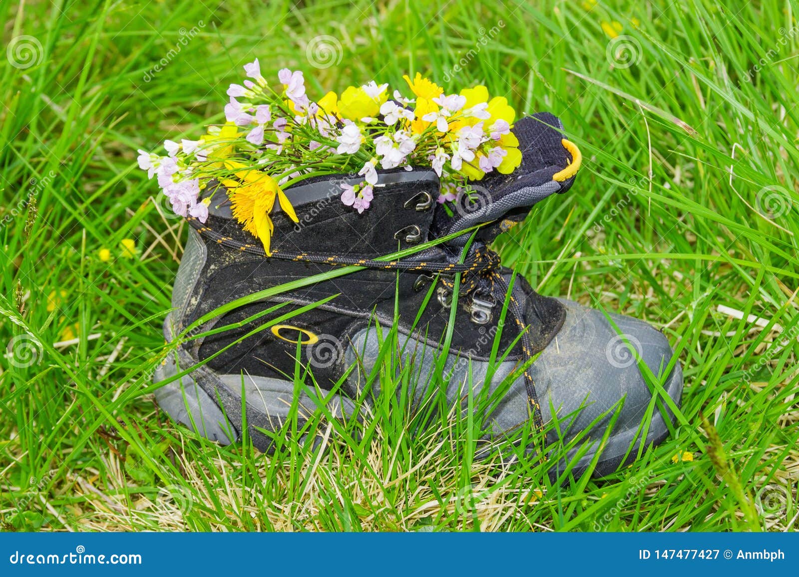 Bouquet of Wildflowers in a Children`s Trekking Boot Stock Image ...