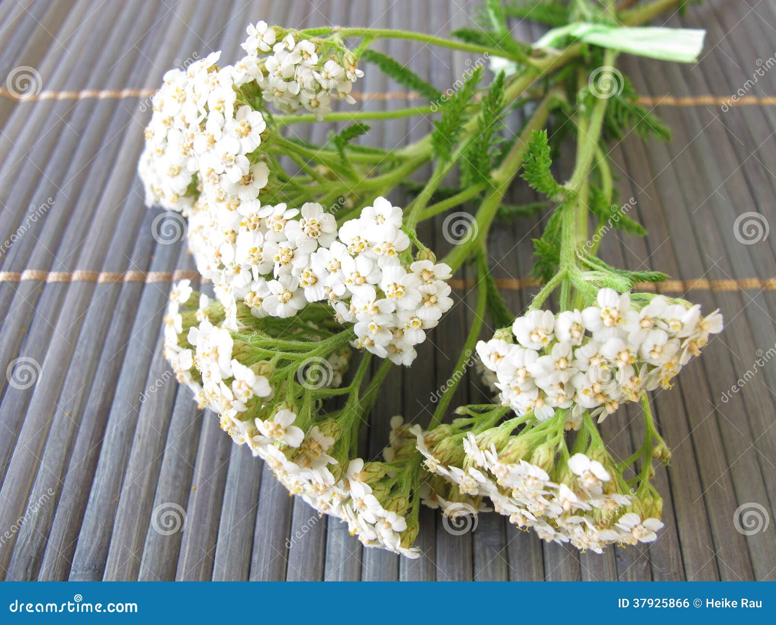 Bouquet of yarrow stock photo. Image of flowers, herbs 37925866