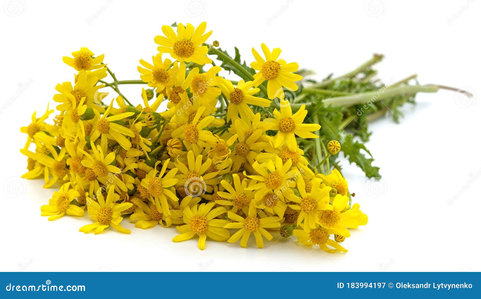Bouquet of yellow daisies stock image. Image of daisies 183994197
