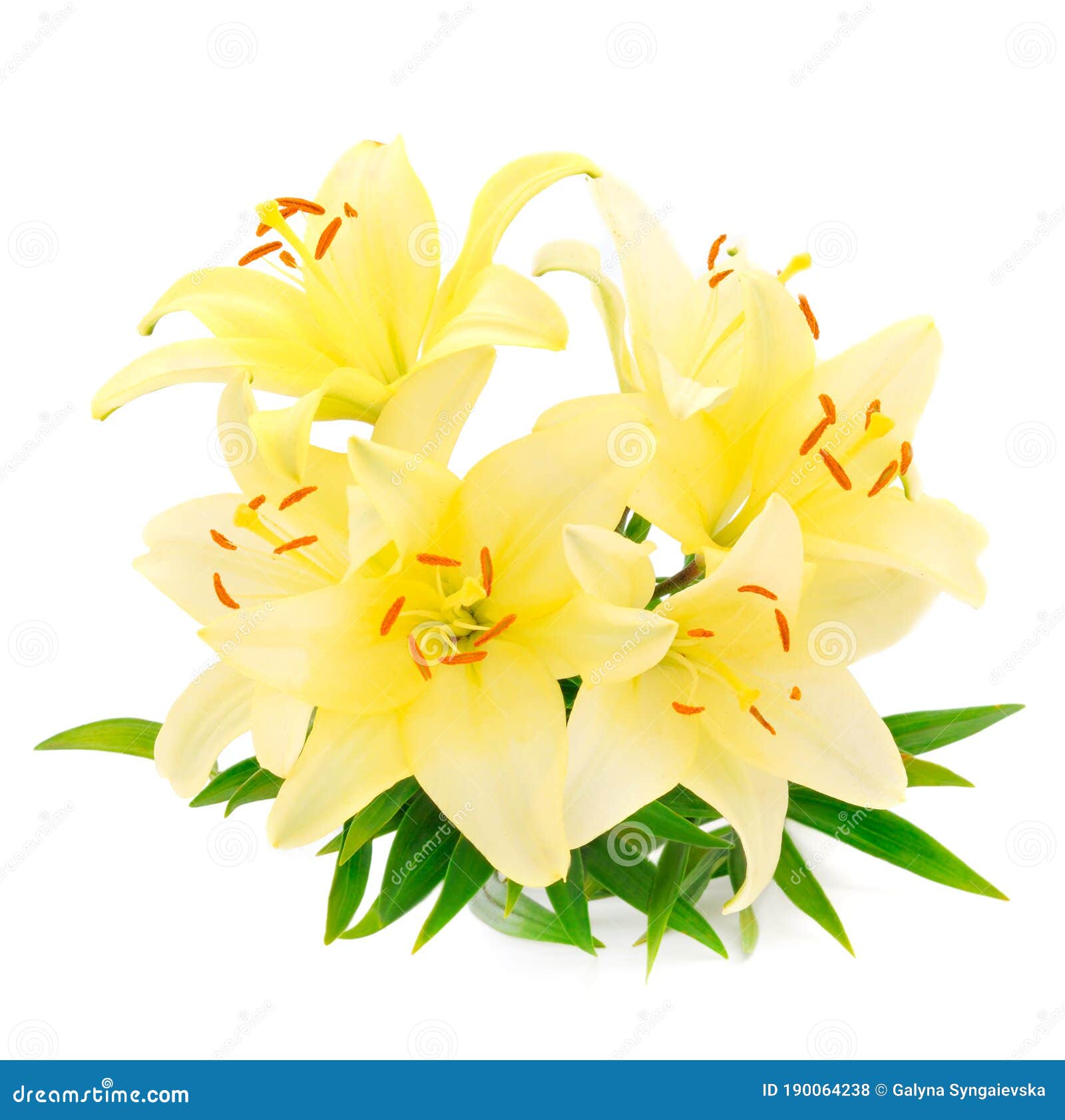 Bouquet of yellow lilies stock photo. Image of bright 190064238