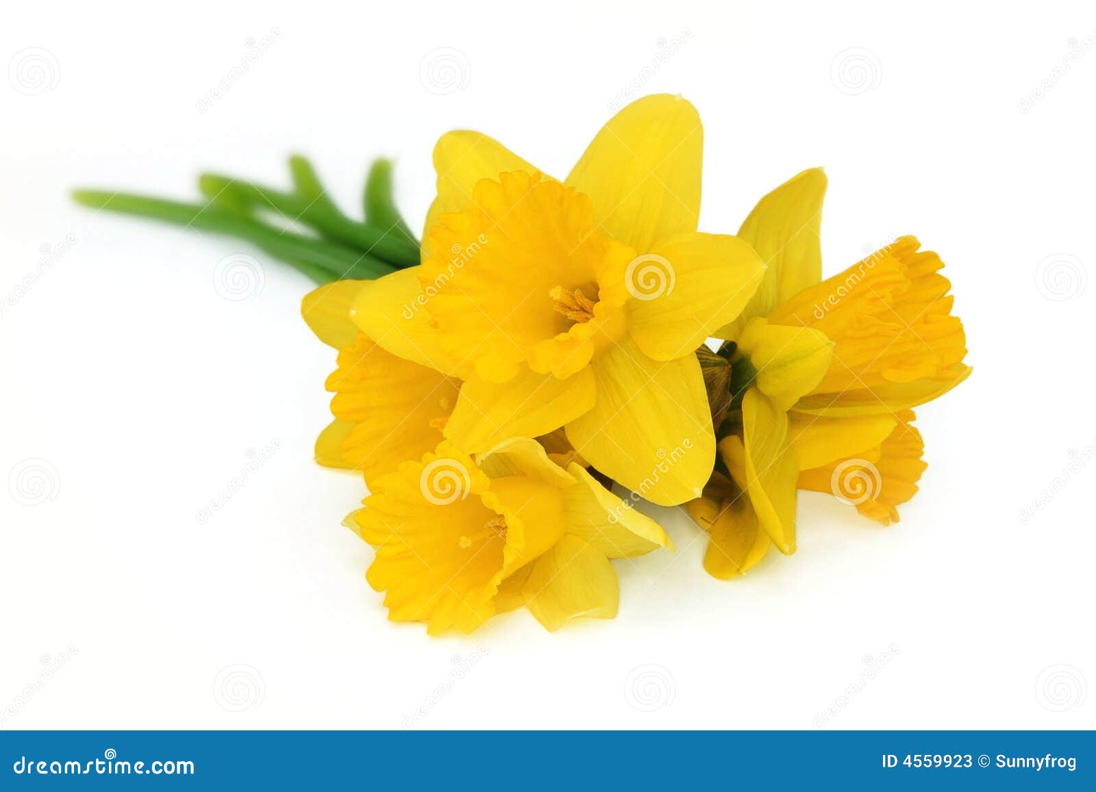Bouquet of Yellow Narcissus Stock Image Image of isolated, macro 4559923