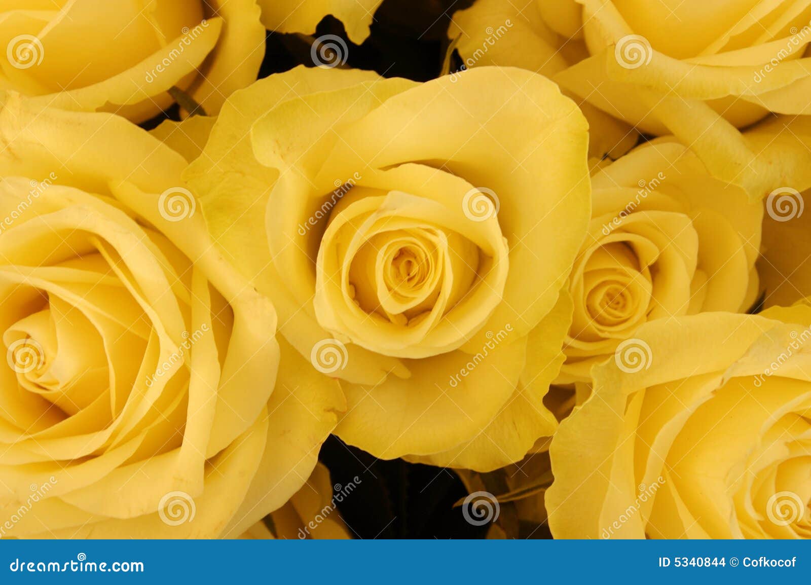 Bouquet of yellow roses stock photo. Image of flora, arrangements 5340844
