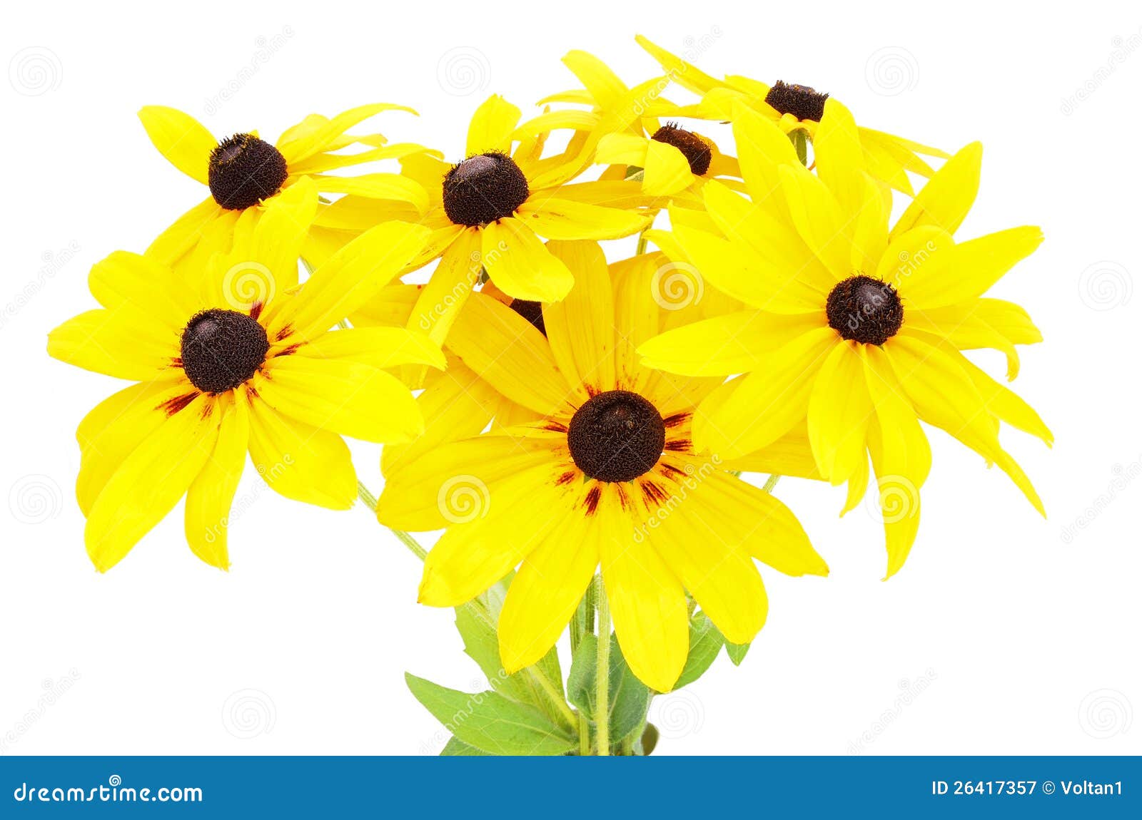 Bouquet Of Yellow Rudbeckia Flowers Stock Image Image of daisy, susan
