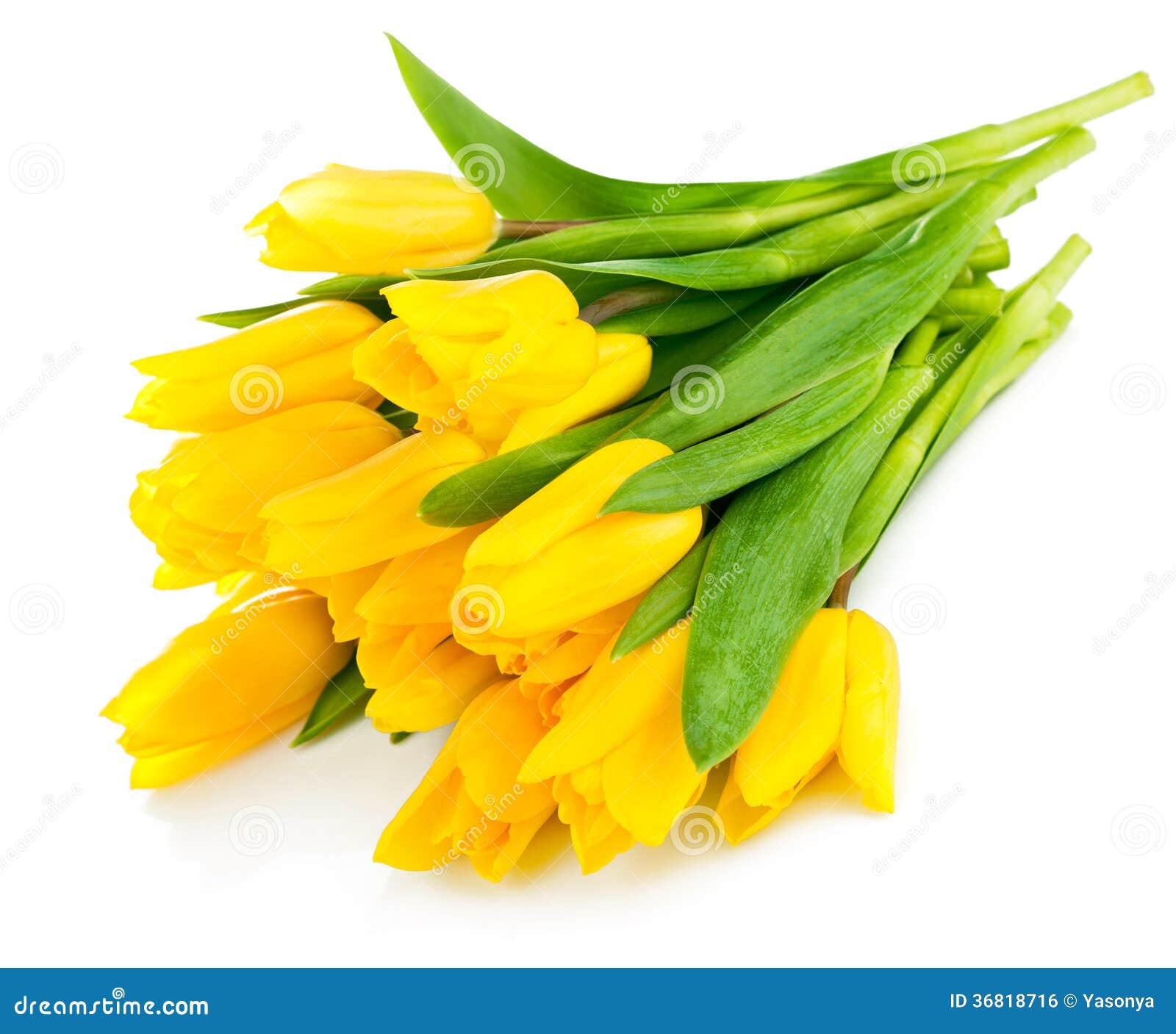 Bouquet of Yellow Tulip Flowers Stock Photo Image of blossom, blossoming 36818716