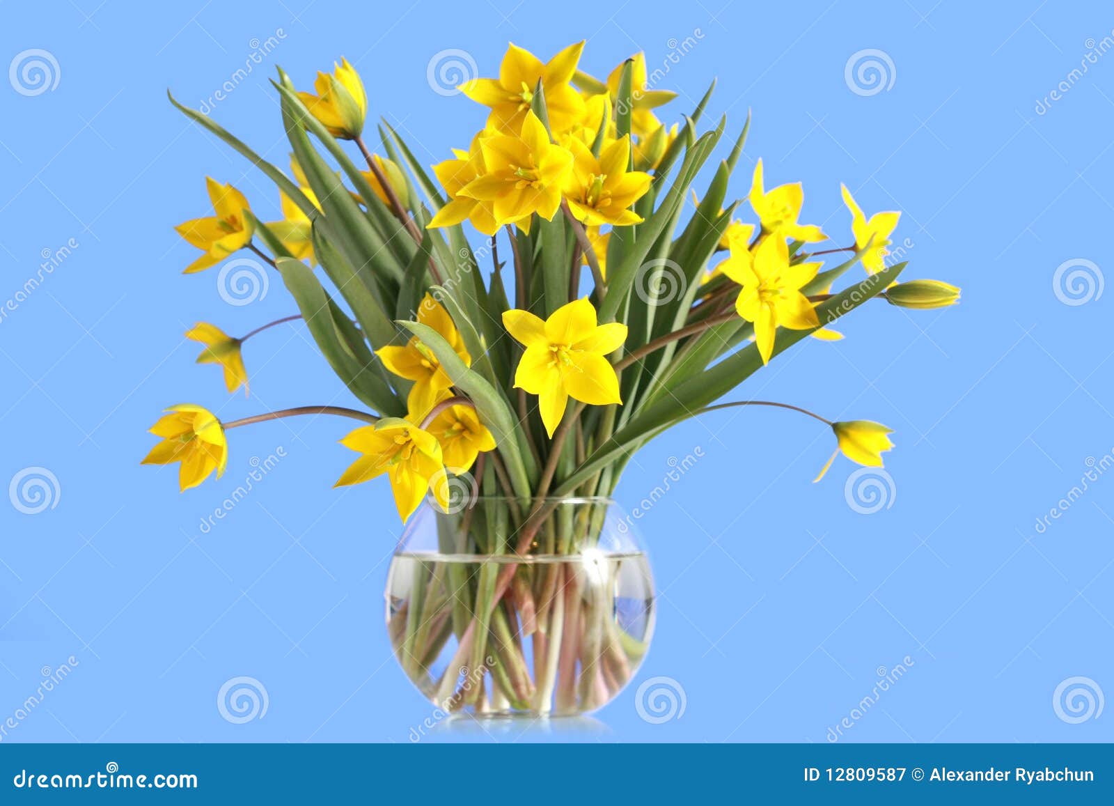 Bouquet of Yellow Tulips in a Glass Vase Stock Image Image of tulip