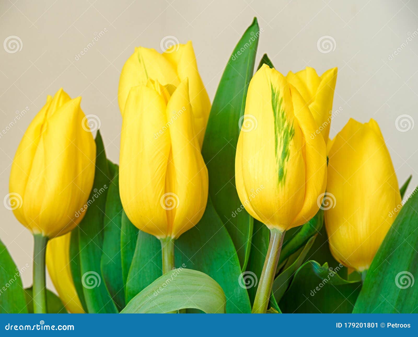 Bouquet of Yellow Tulips in a Glass Vase Stock Image Image of