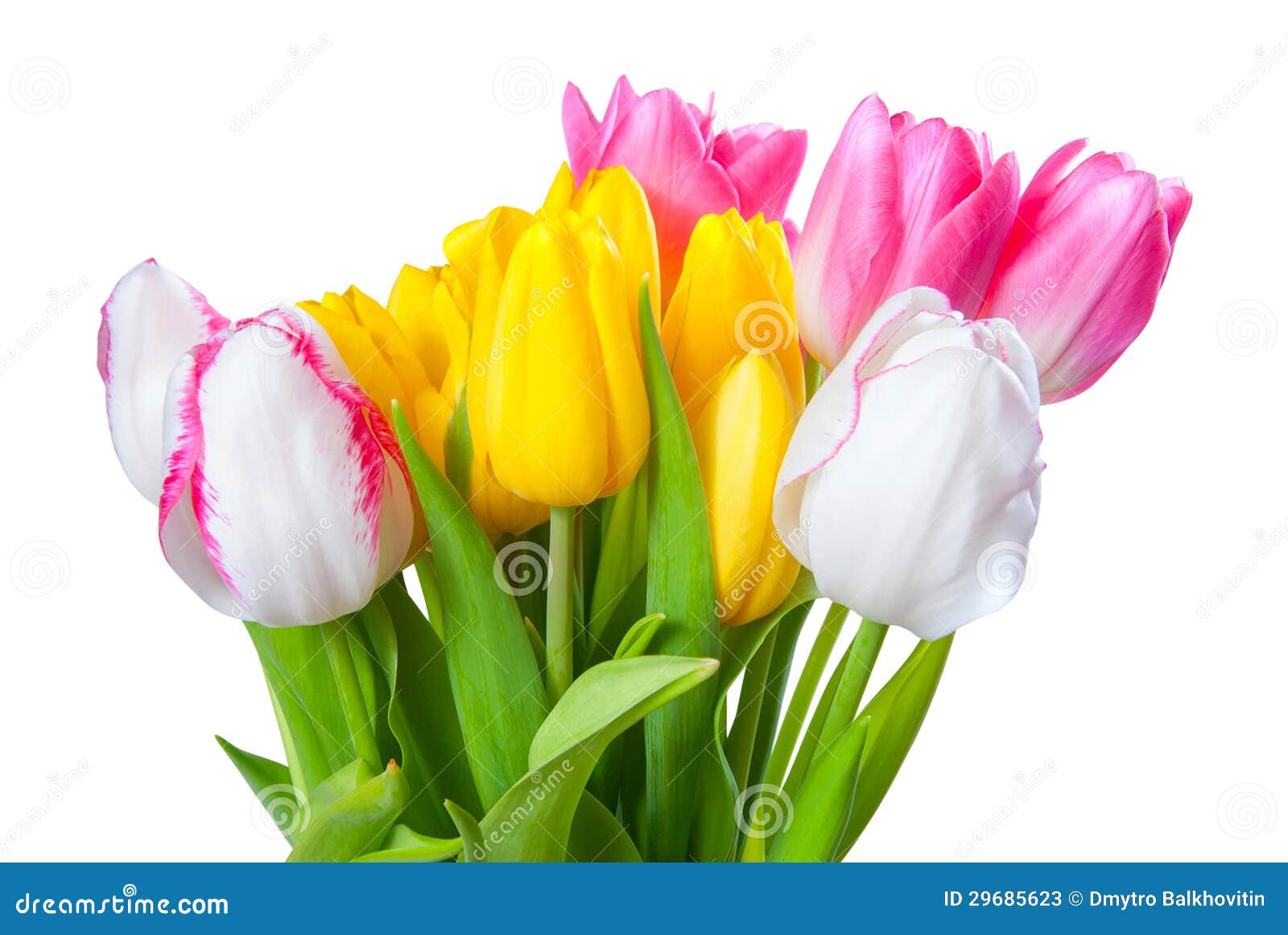 Bouquet of Yellow, White and Pink Tulips Stock Image - Image of ...