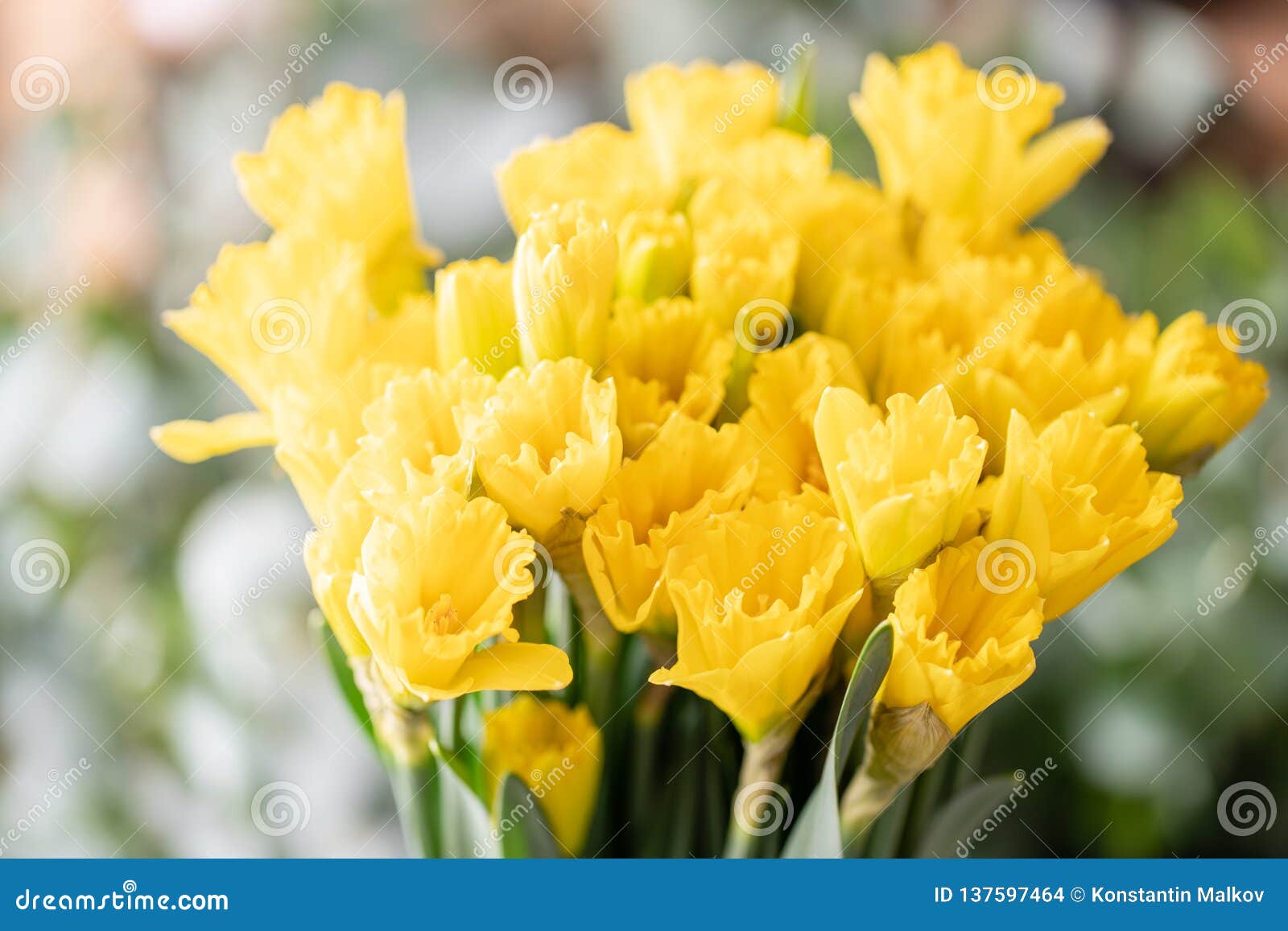 Bouquets Des Jonquilles Jaunes Fleurs De Ressort De Jardinier Néerlandais  Concept D'un Fleuriste Dans Un Fleuriste Wallpaper Photo stock - Image du  coloré, jonquille: 137597464