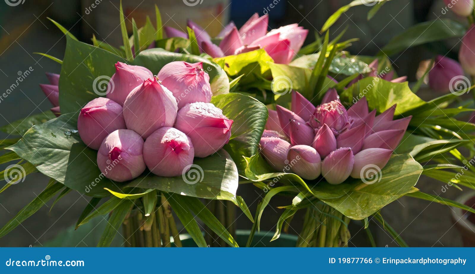 bouquets of lotus buds