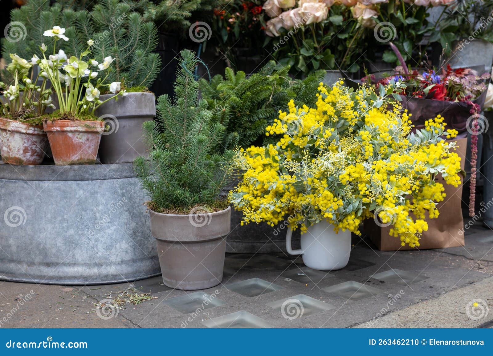 Bouquets of Mimosa for Sale at Store Stock Photo Image of plant, leaf 263462210