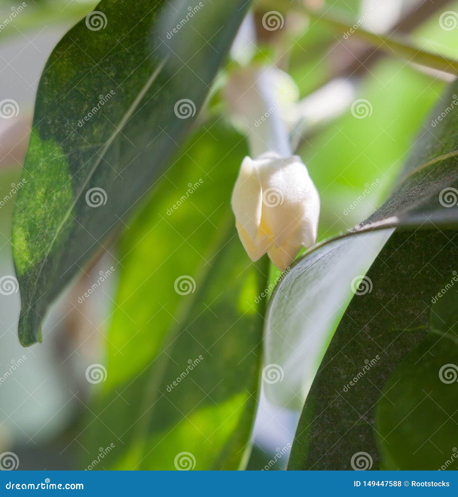 Bourgeon Floral Blanc De Stephanotis Photo stock - Image du houseplant,  ornemental: 149447588