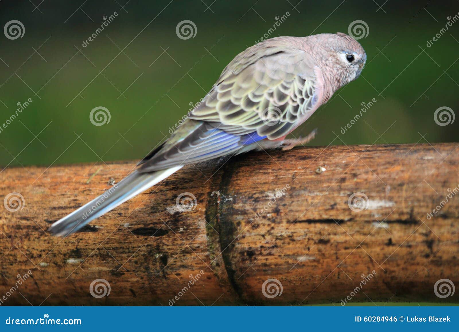 bourke parrot