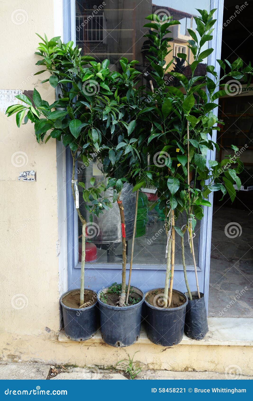 Boutique D'extérieur De Jeunes Arbres D'arbre Fruitier Image stock