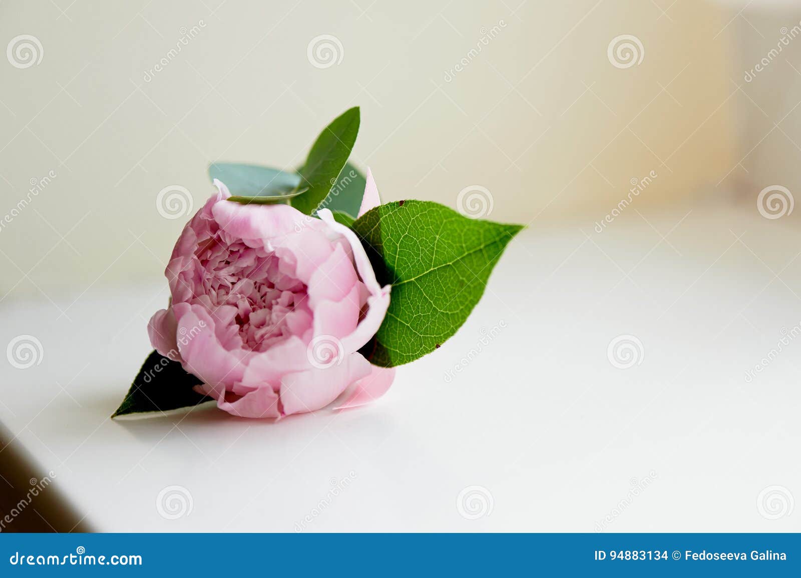 Boutonniere Pour Le Marié Rose De Pivoine Épouser Floristry Photo stock -  Image du famille, couleur: 94883134