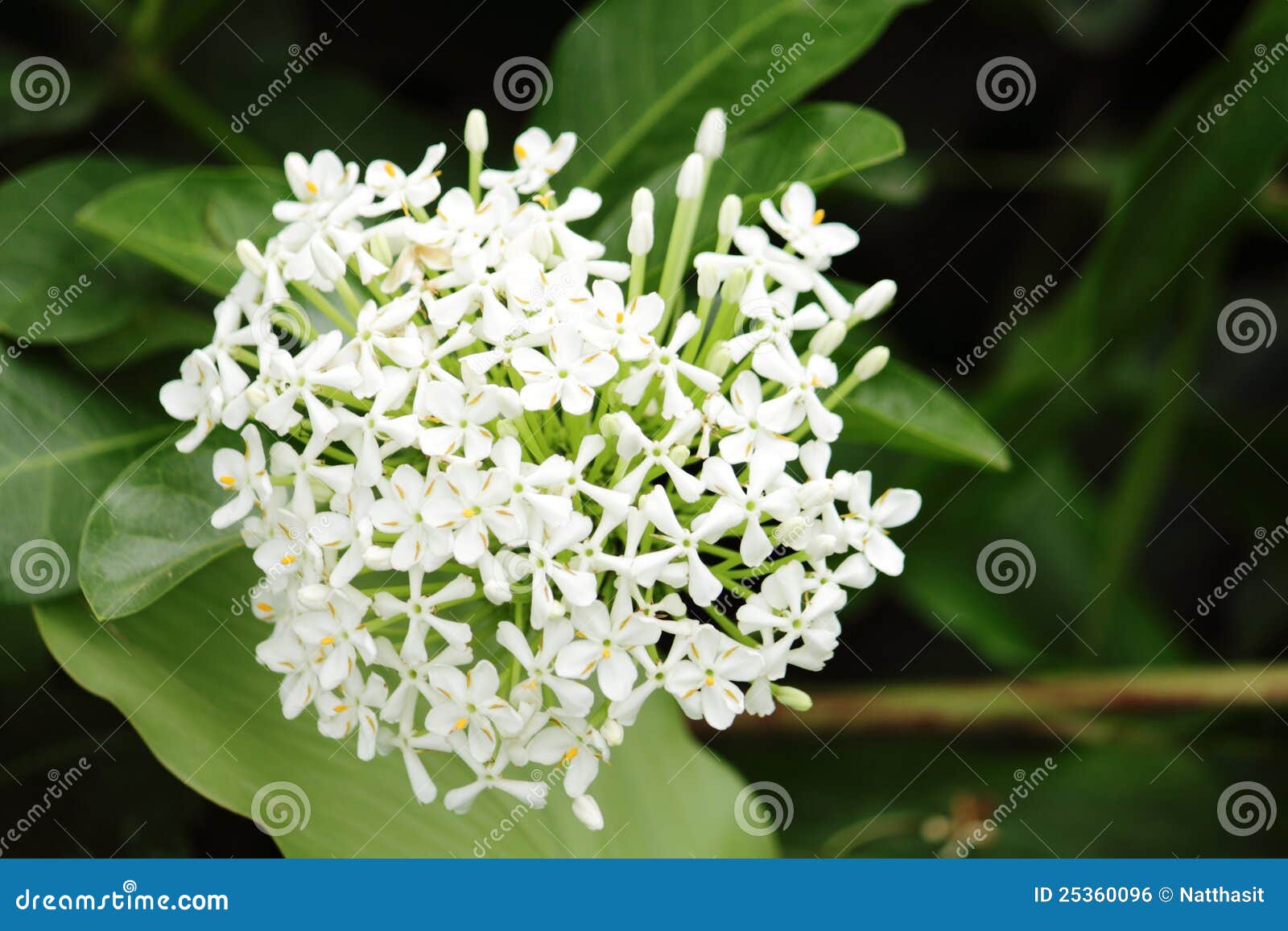 Bouvardia White Flower Stock Photo Image Of Close Asia 25360096