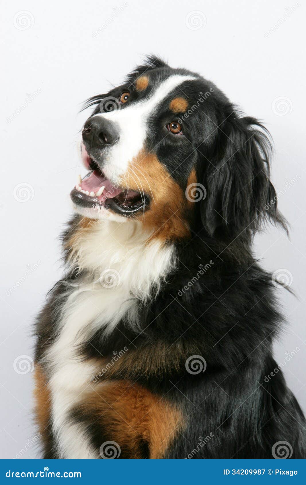 Bouvier Bernois stock image. Image of dresser, home, pedigree - 34209987