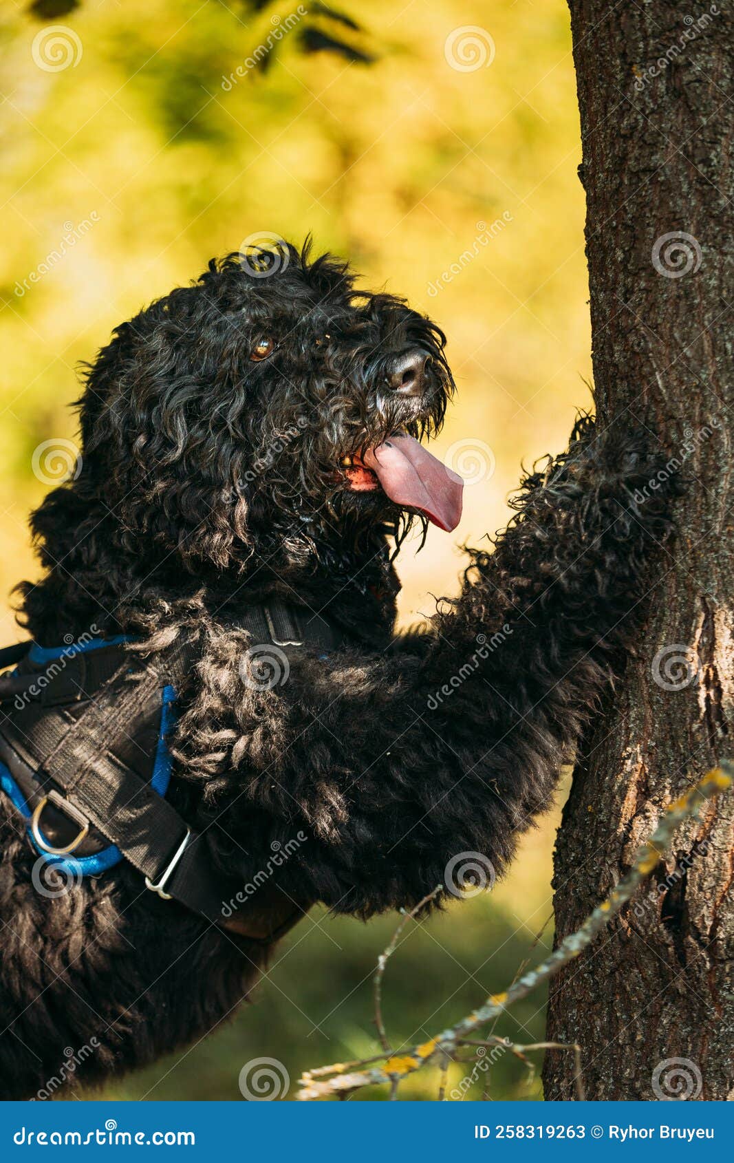 Bouvier des Flanders Car Sun Shade Bouvier des Flanders Car Sun Shade