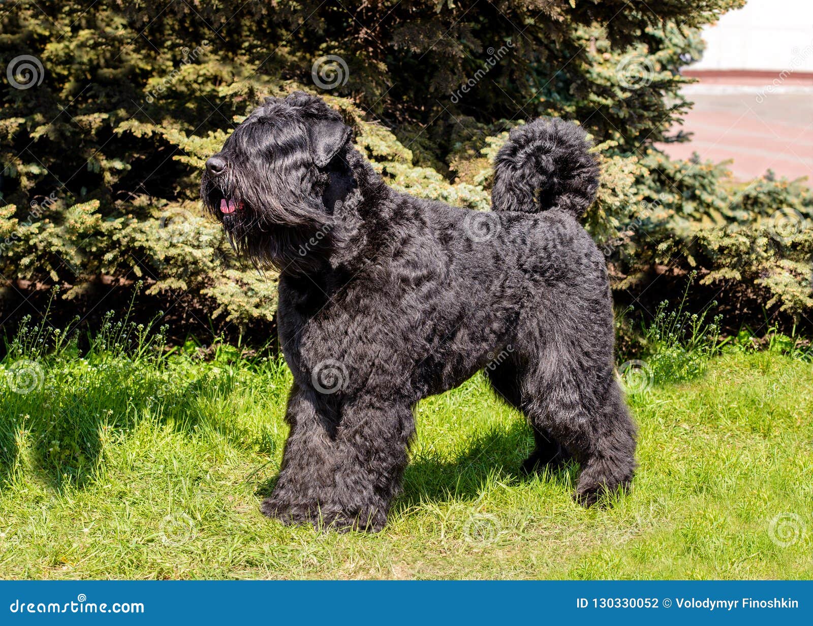 Bouvier des Flanders Car Sun Shade Bouvier des Flanders Car Sun Shade