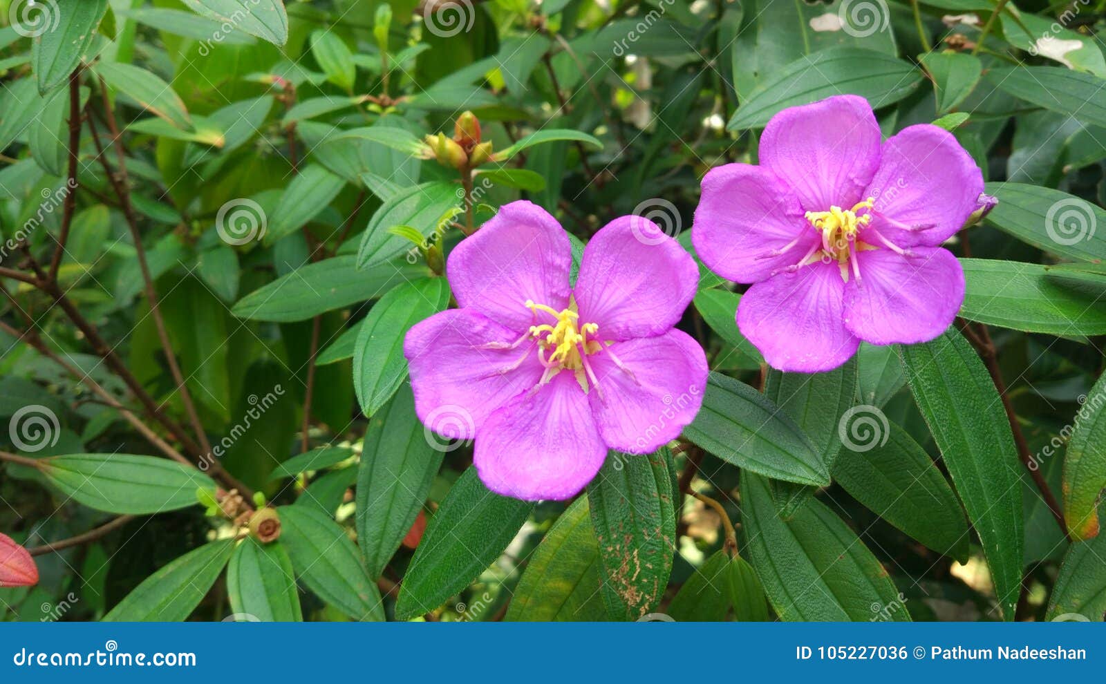 bovitiya flower of sri lanka