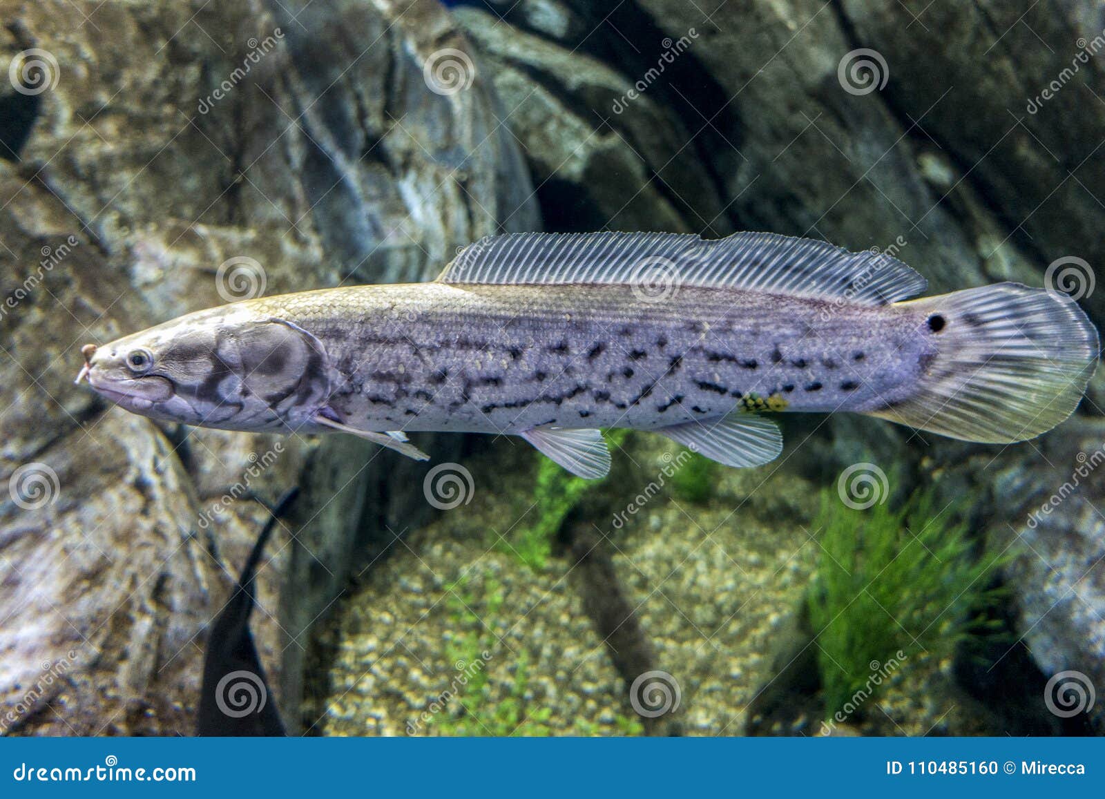 Bowfin 弓鳍鱼属calva 生存化石 库存照片 图片包括有详细资料 关闭 Bowfin 弓鳍鱼属calva 生存化石 库存照片 图片包括有详细资料 关闭