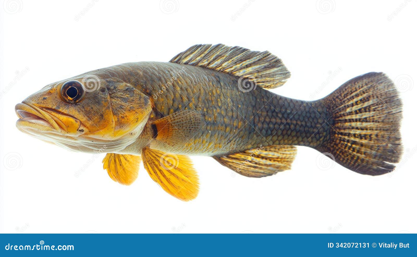 bowfin known scientifically as amia calva is elegantly displayed against a bright white backdrop allowing its unique